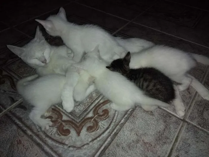 Gato ra a Sem raça definida idade 7 a 11 meses nome Sem nome