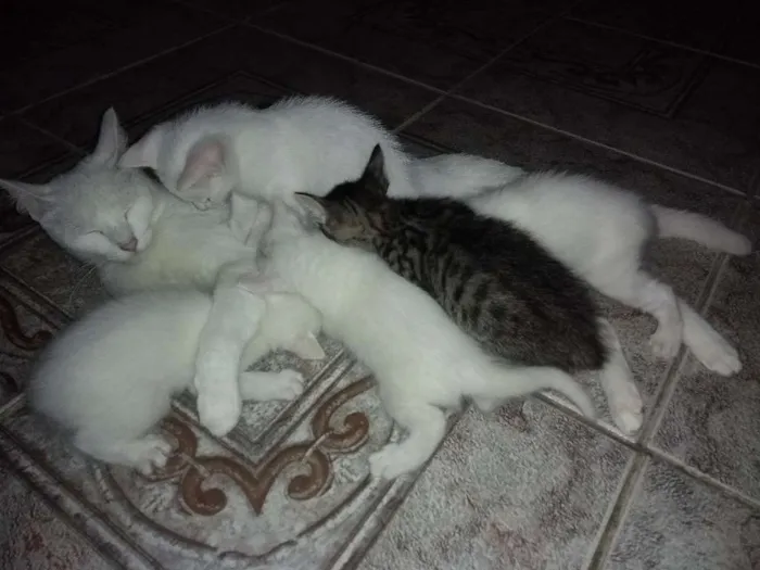 Gato ra a Sem raça definida idade 7 a 11 meses nome Sem nome