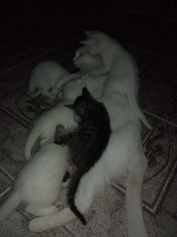 Gato ra a Sem raça definida idade 7 a 11 meses nome Sem nome