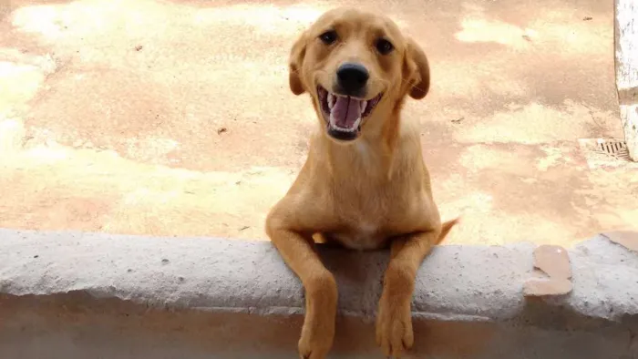 Cachorro raça Vira Lata idade 1 ano nome Mike