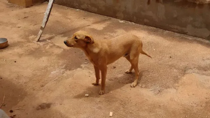Cachorro raça Vira Lata idade 1 ano nome Mike