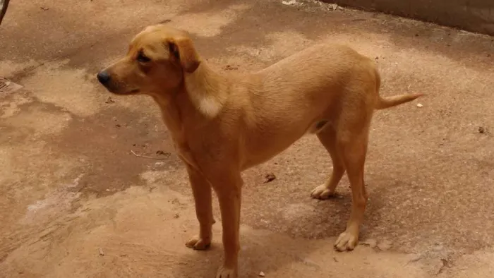 Cachorro raça Vira Lata idade 1 ano nome Mike