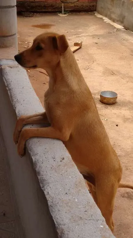 Cachorro raça Vira Lata idade 1 ano nome Mike