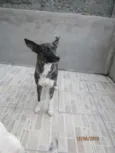 pretinha