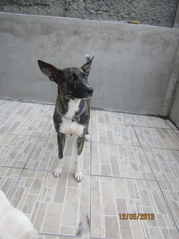 Cachorro ra a viralata idade 5 anos nome pretinha