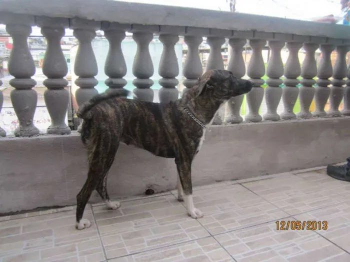 Cachorro ra a viralata idade 5 anos nome pretinha