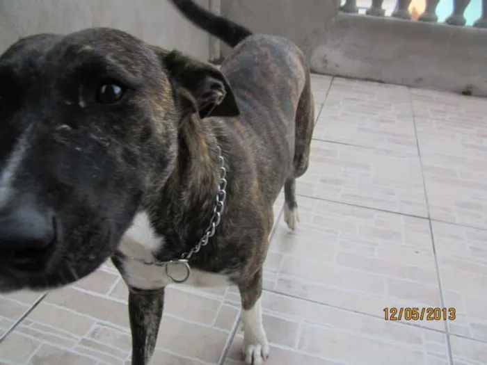 Cachorro ra a viralata idade 5 anos nome pretinha