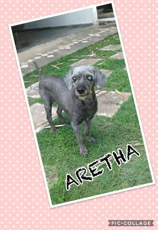 Cachorro ra a POODLE/SRD idade 6 ou mais anos nome ARETHA