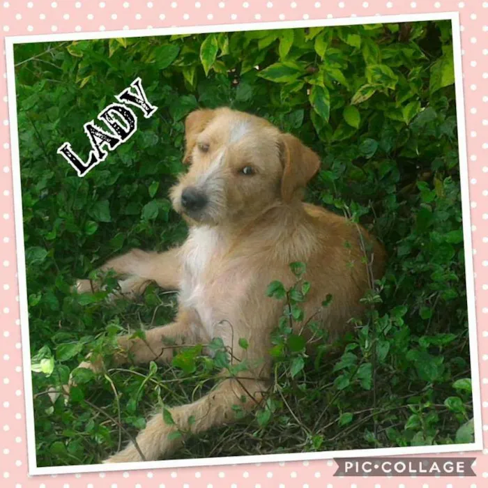 Cachorro ra a SRD idade 1 ano nome LADY!!!