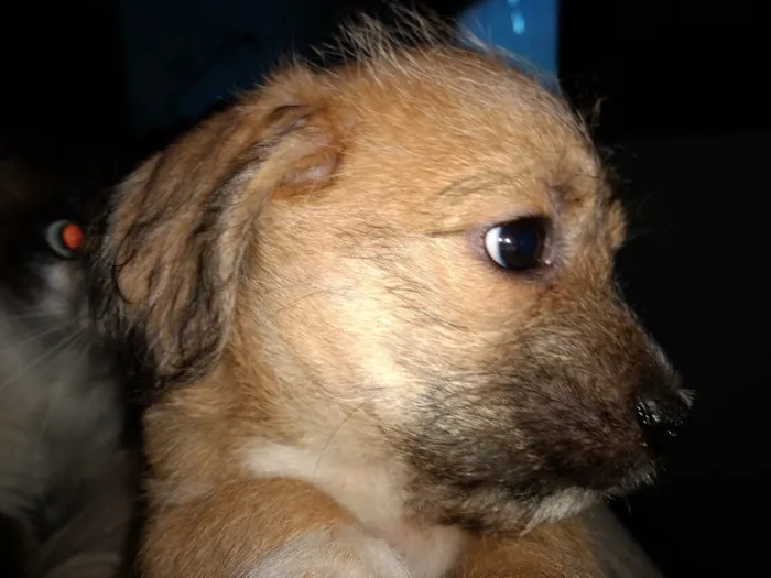 Cachorro ra a indefinida idade 2 a 6 meses nome Miguelito