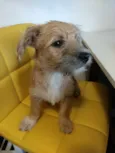 Miguelito