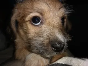 Cachorro raça indefinida idade 2 a 6 meses nome Miguelito
