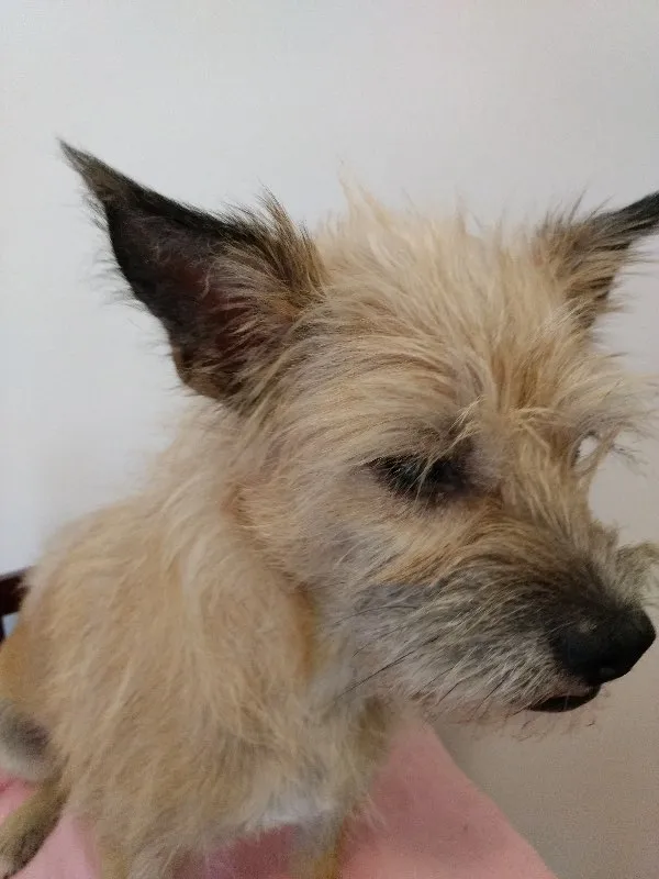 Cachorro ra a indefinida idade 2 anos nome Filó