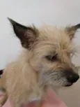 Filó