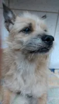 Filó