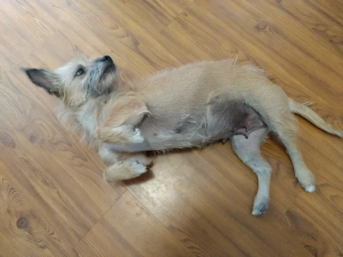 Cachorro ra a indefinida idade 2 anos nome Filó