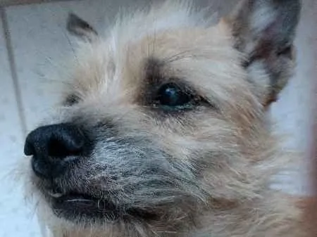 Cachorro ra a indefinida idade 2 anos nome Filó