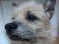 Filó