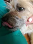 Filó