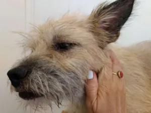 Cachorro raça indefinida idade 2 anos nome Filó