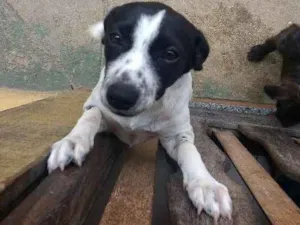 Cachorro raça  idade 2 a 6 meses nome Pepa