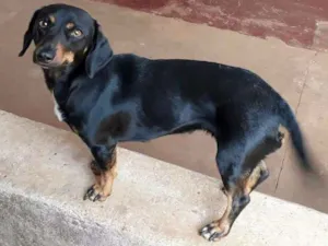 Cachorro raça SRD idade 3 anos nome LILICA GRATIFICA