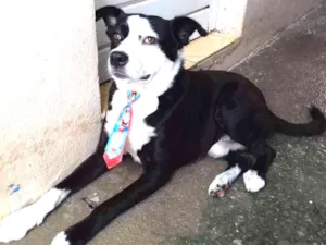 Cachorro raça INDEFINIDO idade 2 anos nome Tobby