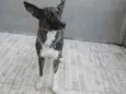 pretinha
