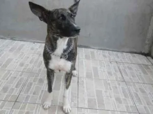 Cachorro raça viralata idade 5 anos nome pretinha