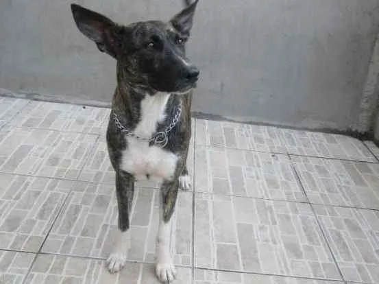 Cachorro ra a viralata idade 5 anos nome pretinha