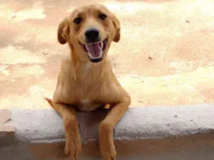Cachorro raça Vira Lata idade 1 ano nome Mike