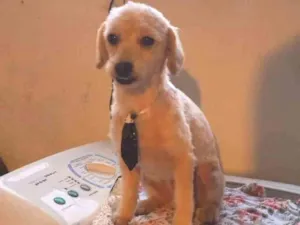 Cachorro raça Poodle idade 3 anos nome Lupe
