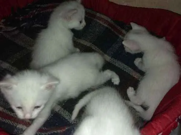 Gato ra a Sem raça definida idade 7 a 11 meses nome Sem nome