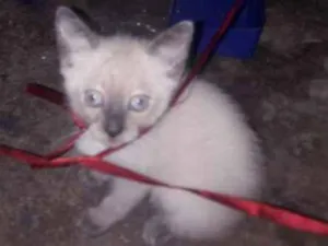 Gato raça mestiço idade Abaixo de 2 meses nome Himaware e boruto