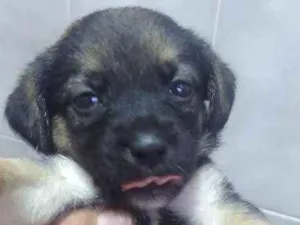 Cachorro raça vira lata idade Abaixo de 2 meses nome indefinido