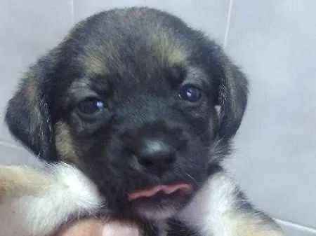 Cachorro ra a vira lata idade Abaixo de 2 meses nome indefinido