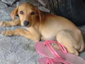 Cachorro raça Vira Lata idade 2 a 6 meses nome Lidea