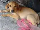 Cachorro raça Vira Lata idade 2 a 6 meses nome Lidea