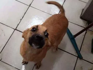Cachorro raça Srd idade 2 a 6 meses nome Bia