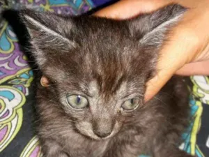 Gato raça srd idade Abaixo de 2 meses nome Biscui
