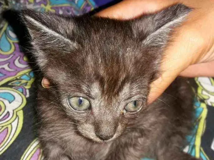 Gato ra a srd idade Abaixo de 2 meses nome Biscui