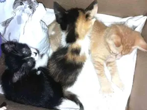 Gato raça SRD idade 2 a 6 meses nome sem nome