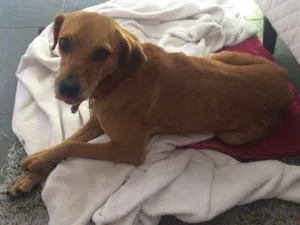 Cachorro raça SRD idade 2 anos nome Pituca