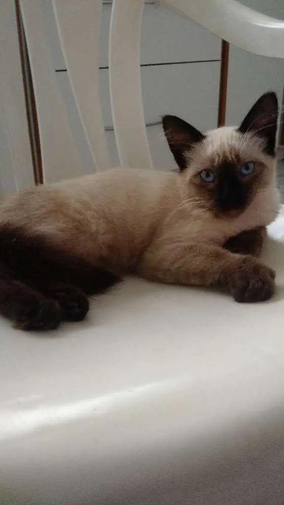 Gato ra a Siamês idade 2 a 6 meses nome Mingal