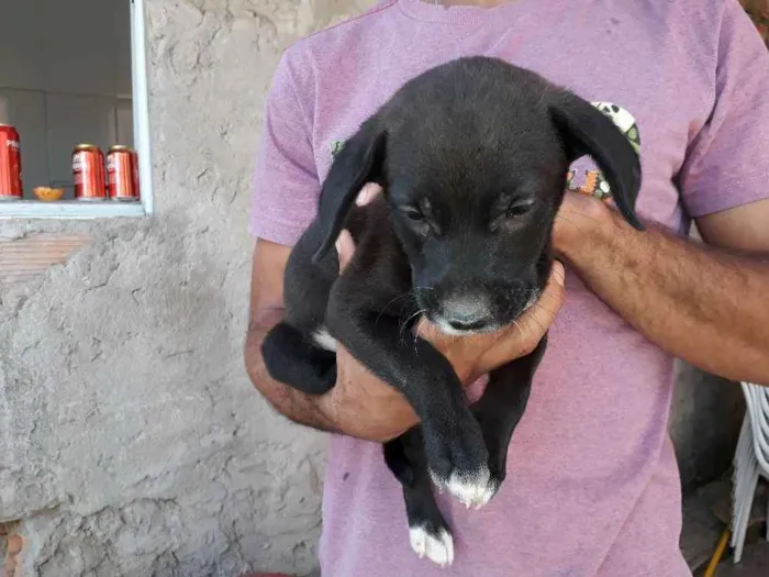 Cachorro raça Golden retriver idade Abaixo de 2 meses nome Golden retriver