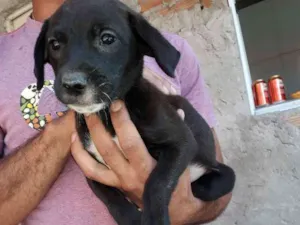Cachorro raça Golden retriver idade Abaixo de 2 meses nome Golden retriver