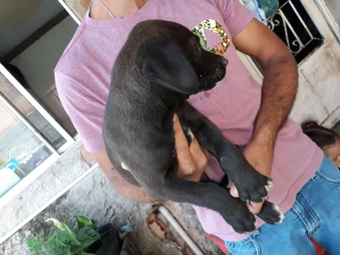 Cachorro raça Golden retriver idade Abaixo de 2 meses nome Golden retriver