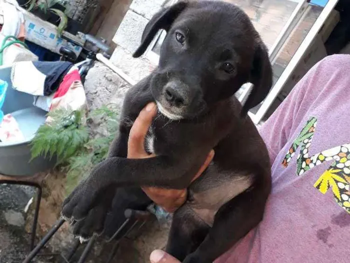 Cachorro raça Golden retriver idade Abaixo de 2 meses nome Golden retriver