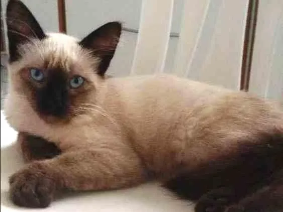 Gato ra a Siamês idade 2 a 6 meses nome Mingal