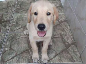 Cachorro raça GOLDEN idade 2 a 6 meses nome AYRON